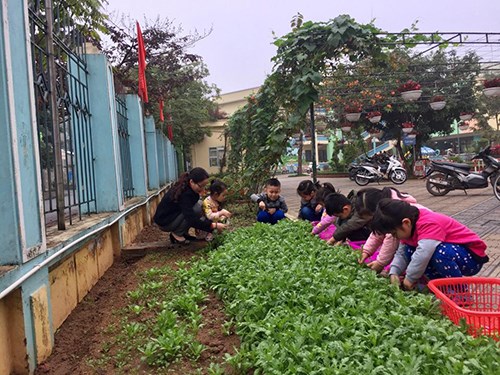 Cô và trò lớp MGN B1 với hoạt động thu hoạch rau trong vườn trường mầm non Phúc Đồng.